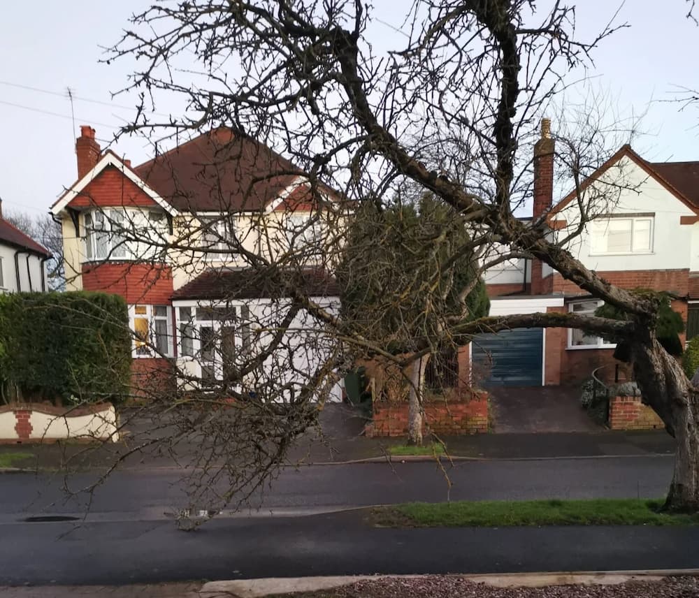 A tree fallen in front of a house
