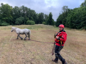 A horse being led into a field by a technical rescue team member
