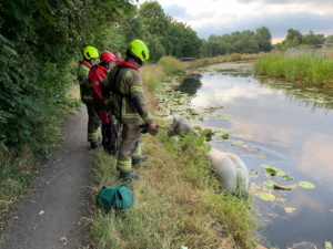 A horse in a canal with our crews assessing the situation